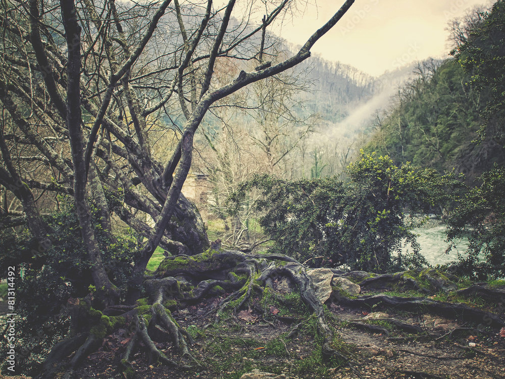Fototapeta premium Caucasus forest
