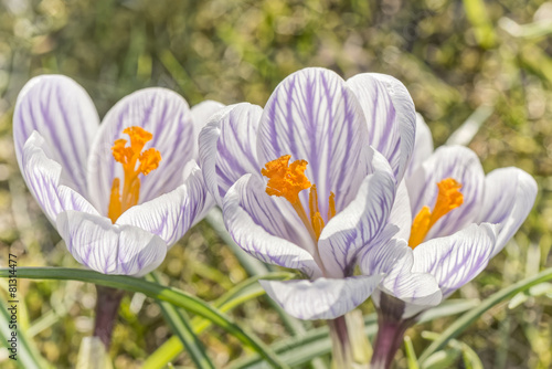 Three purple spring Crocuses