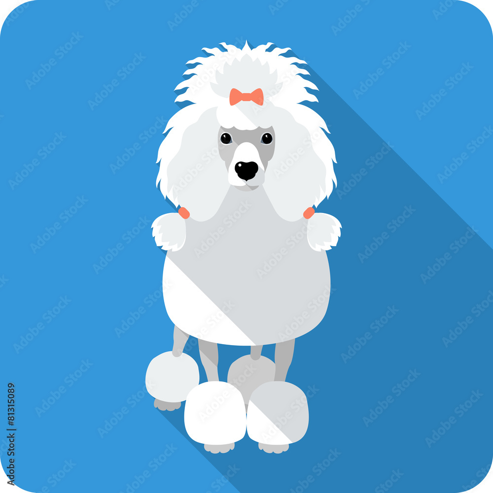 Fototapeta premium dog Poodle icon flat design