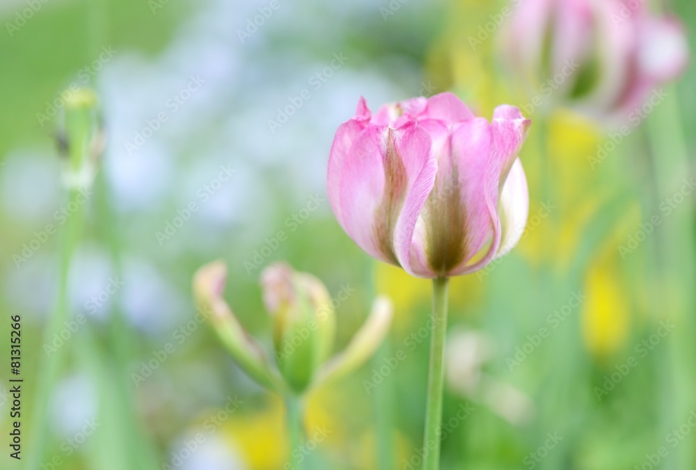 Spring tulip field