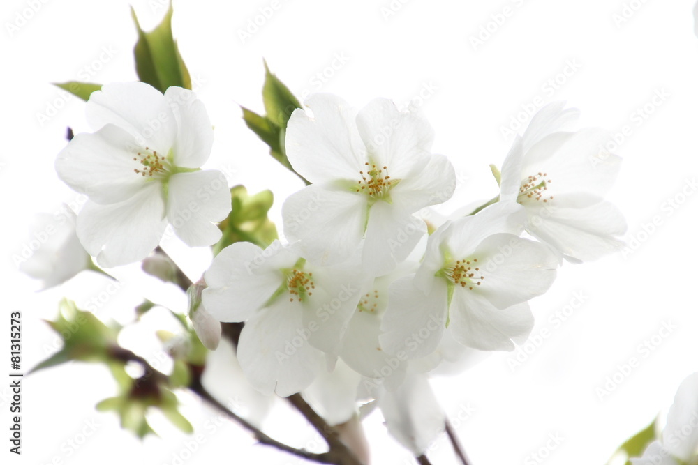 鬱金桜 鬱金桜