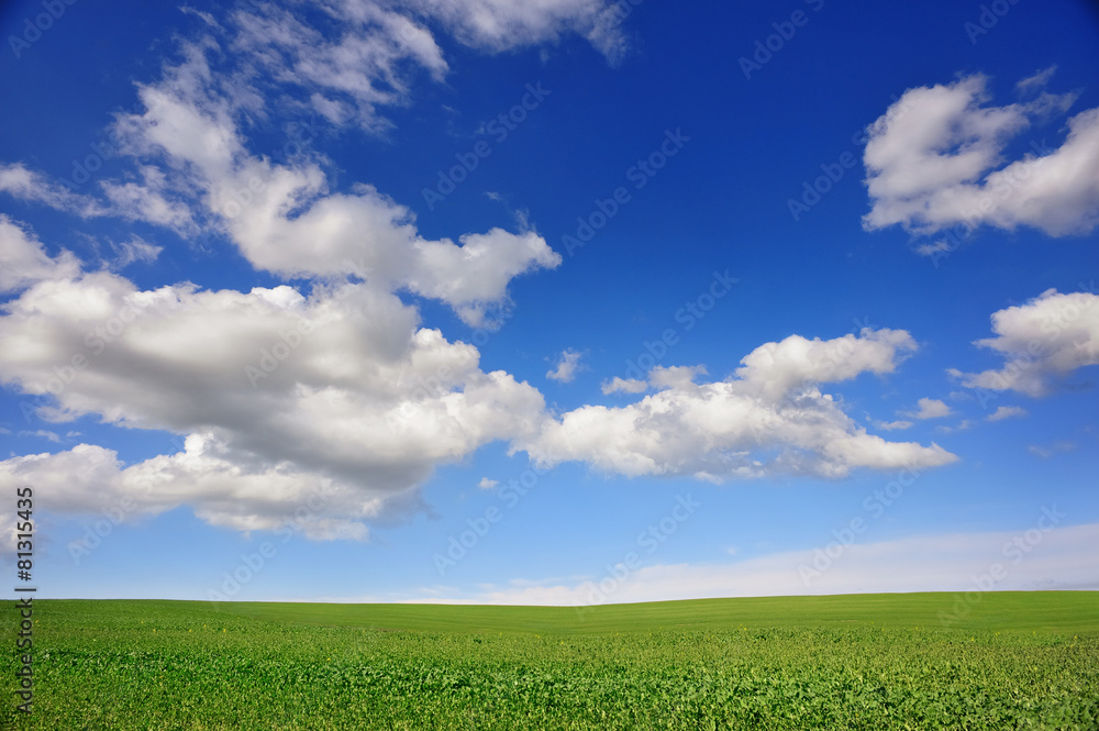 Summer landscape field of grass and perfect blue sky