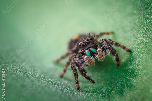 Fotografia Jumping Spider