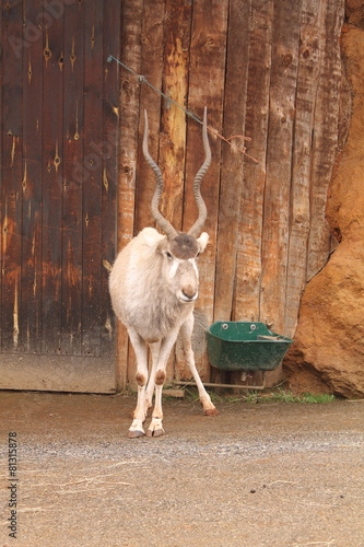 addax photo