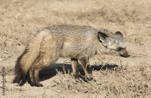 , bat eared fox. © 169169