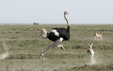 Plexiglas schilderij Struisvogel Struisvogel in Serengeti Nationaal Park  © 169169