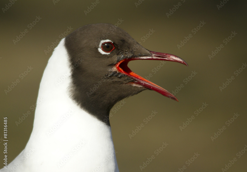 Naklejka premium Black-headed gull