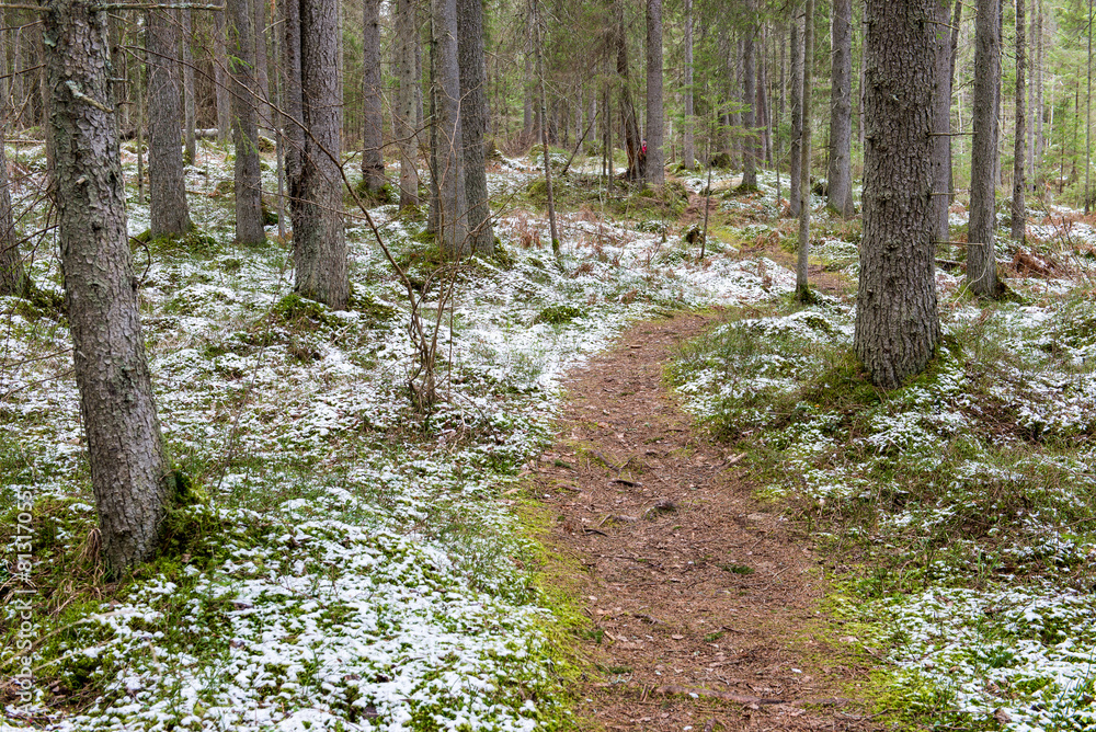 Obraz premium snow covered forest trails in spring