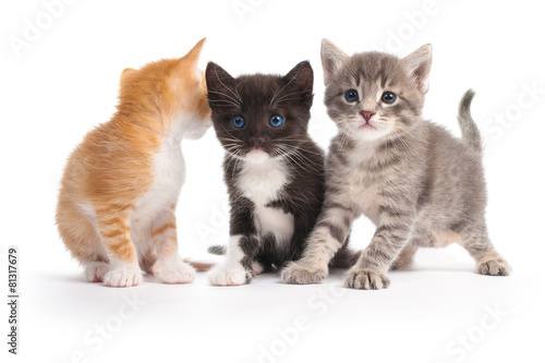 three kittens