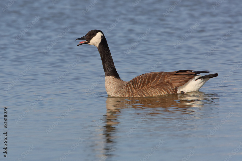 Canada Goose Calling - Grand Bend, Ontario Canada Goose Calling - Grand Bend, Ontario