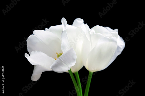 Fototapeta Naklejka Na Ścianę i Meble -  Beautiful white tulips on black background