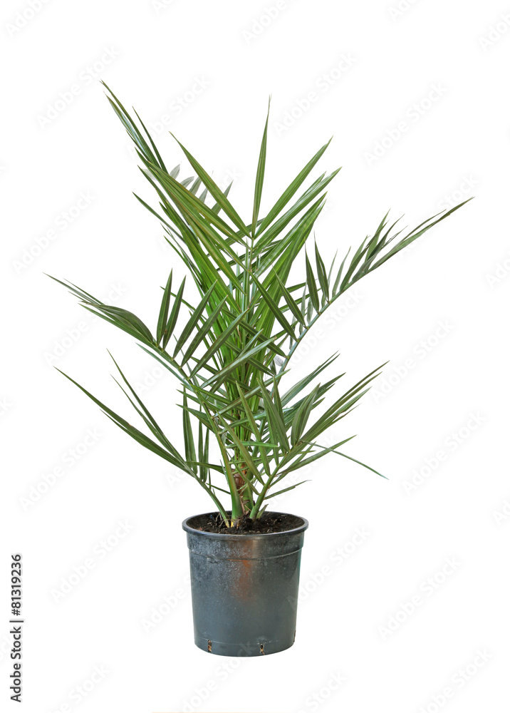 Fototapeta premium Phoenix canariensis