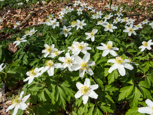 Buschwindröschen im Frühling photo