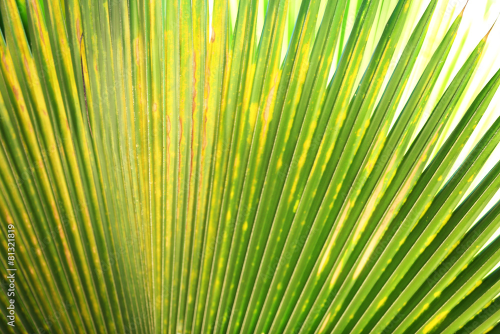 Fototapeta premium Exotic plant in resort, closeup