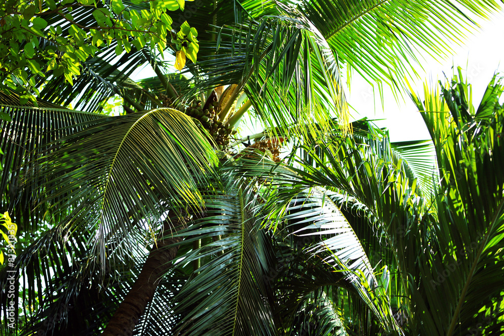 Fototapeta premium Exotic plant in resort, closeup