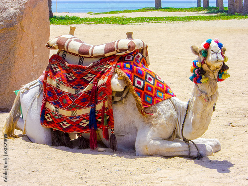 Camel lying on beach, tourist attraction, desert trip