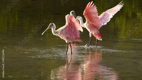 Roseate Spoonbills (Platea ajaja) preening feathers