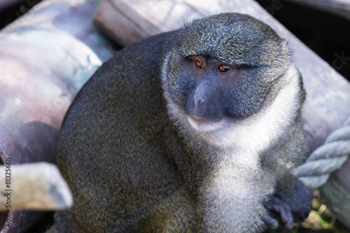 Photography Allen's swamp monkey