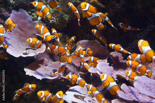 Orange clownfish Fototapeta