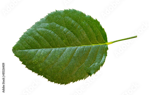 Green rose leaf isolated on white background