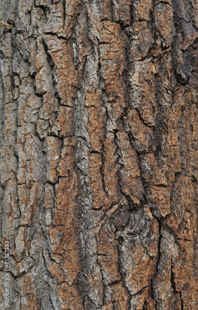 Bark Texture Bark Texture