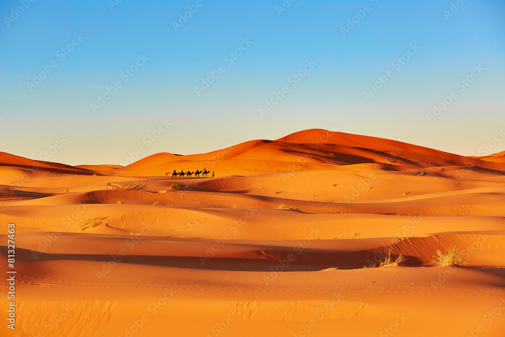Camel caravan in Sahara desert - obrazy, fototapety, plakaty 
