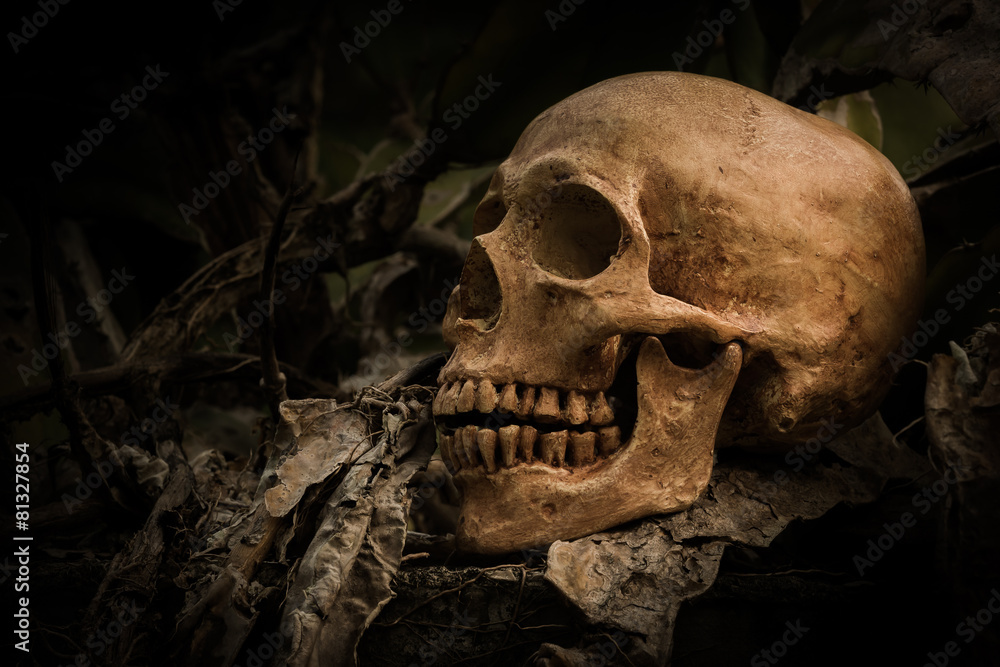 skull and nature skull and nature