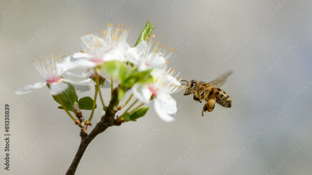 Naklejka premium Biene im Anflug auf Blüte