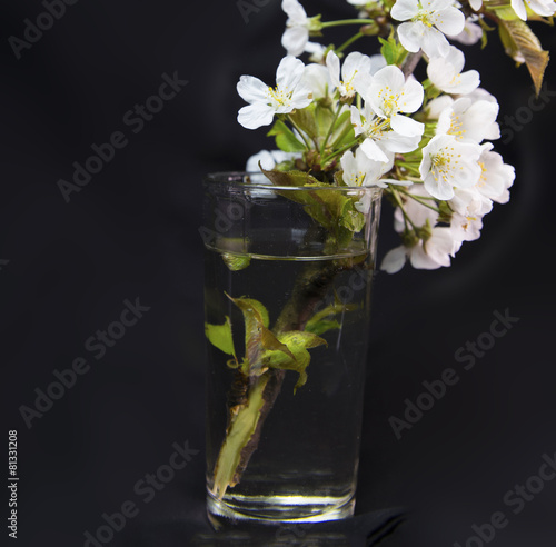 cherry branch and flowers black background