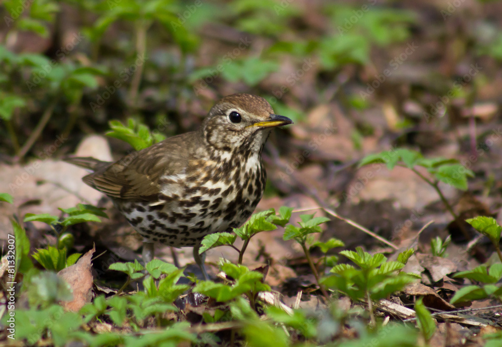 Song thrush on the ground Song thrush on the ground