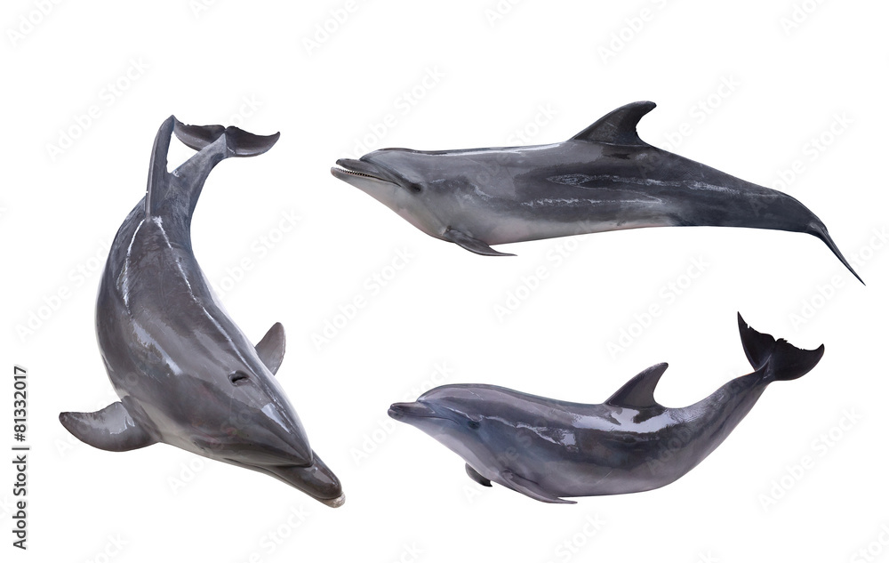 Fototapeta premium collection of three isolated grey dolphins