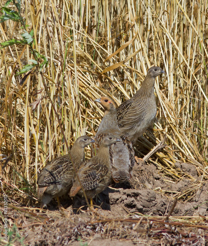 Fotografia Grey partridge family in the field