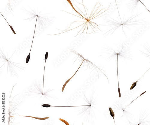 seamless background from dandelion seeds