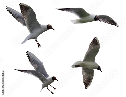 four black-headed gulls isolated on white