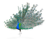 Male Indian Peacock displaying tail feathers Isolated On White