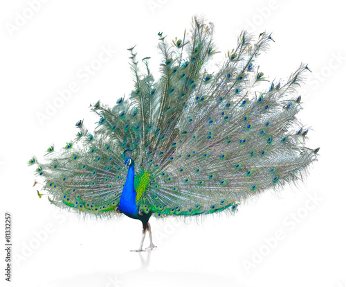 Fotografia Male Indian  Peacock displaying tail feathers Isolated On White