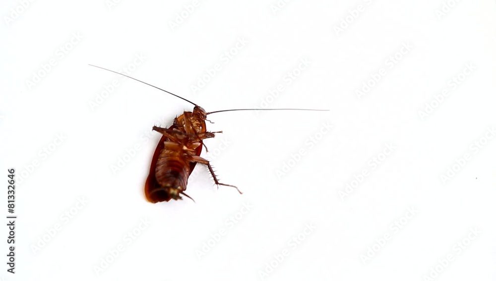Cockroach isolated on white background Cockroach isolated on white background