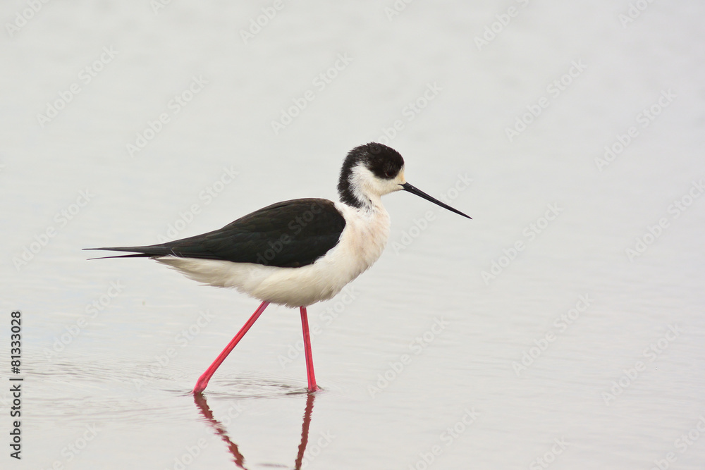 Obraz premium cavaliere d'Italia (Himantopus himantopus) nello stagno