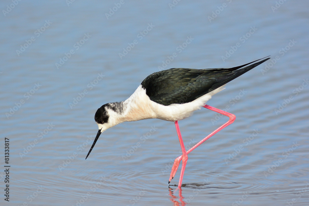 Fototapeta premium cavaliere d'Italia (Himantopus himantopus) nello stagno