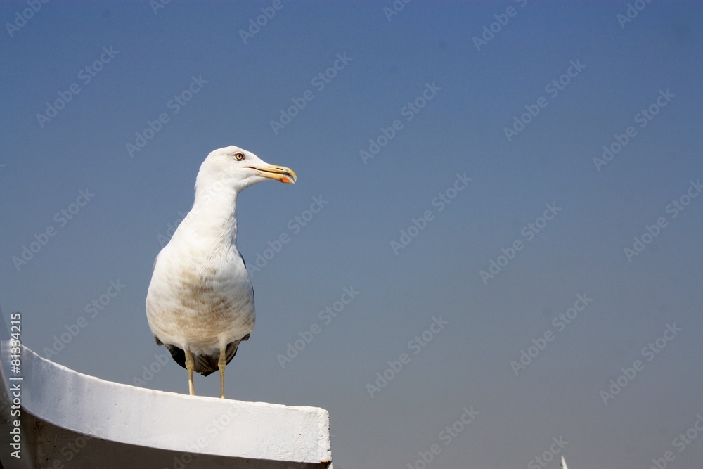 mouette mouette