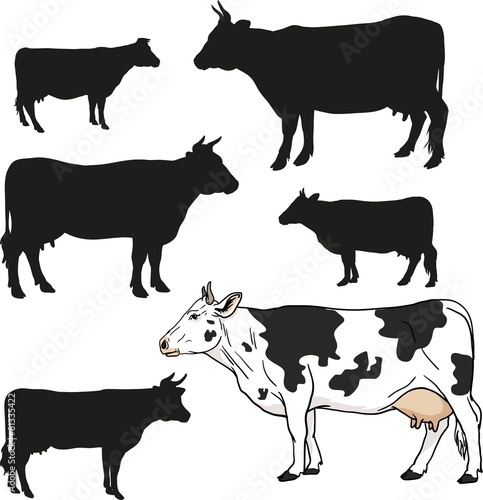 cow vector set