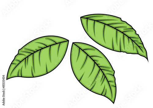 Green Leaves Vector Elements