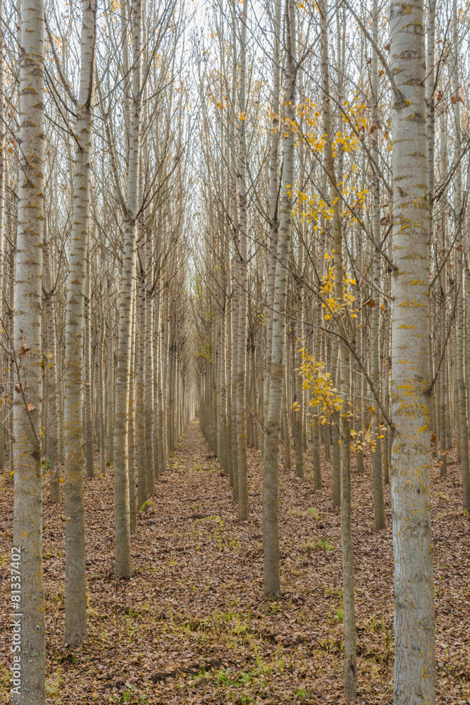 Fototapeta premium autumn