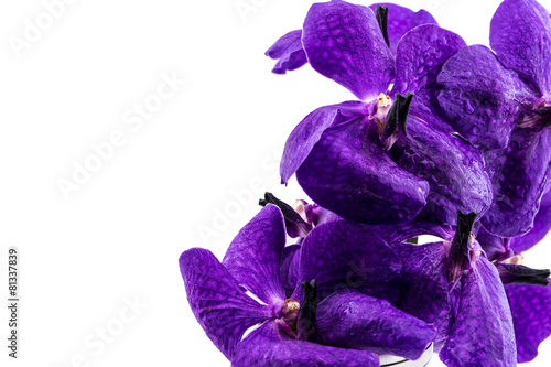 Fototapeta Naklejka Na Ścianę i Meble -  Purple orchid flower, isolated on white
