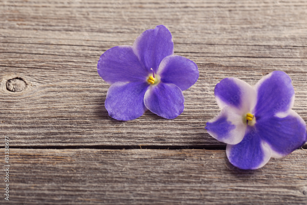 Fototapeta premium violet flowers on wooden background