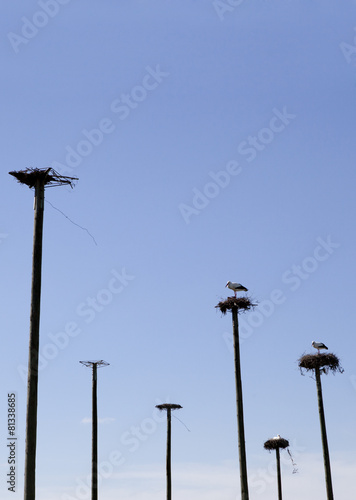 Storks colony