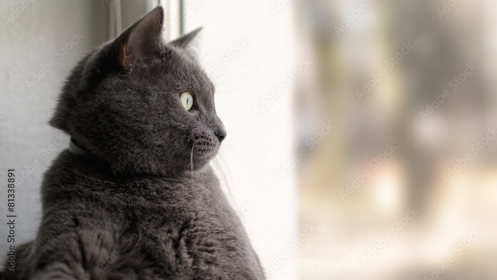 gray cat relaxed and looking through window
