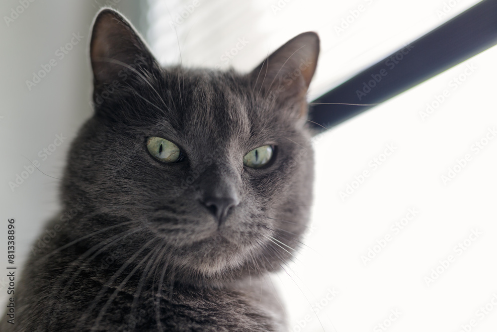 serious gray cat portrait