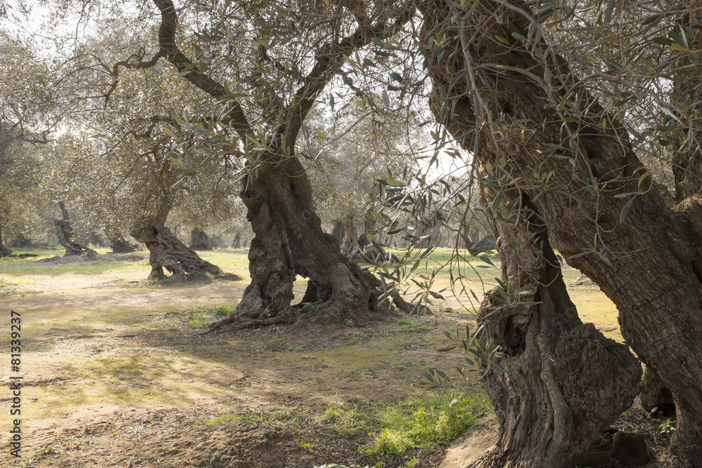 Obraz premium campagna del Salento