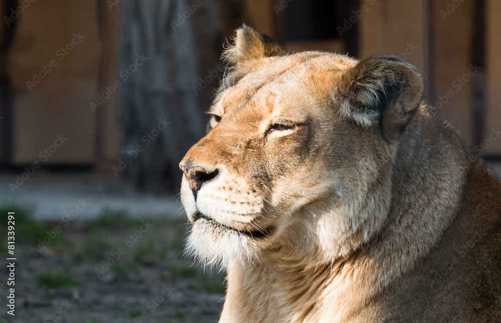 Lioness in the sun Lioness in the sun